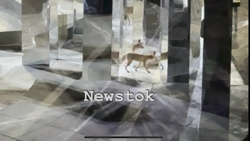 Μια μαγική βραδιά στην Επίδαυρο: Η απρόσμενη επίσκεψη μιας αλεπούς που έκλεψε την παράσταση στον «Ίωνα»!