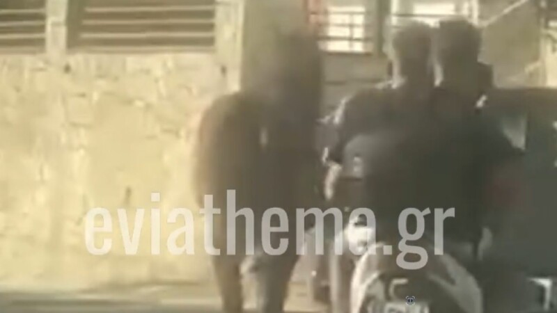 Εύβοια – Αδιανόητη σκληρότητα στα Νέα Στύρα: Έδεσε άλογο στην καρότσα!
